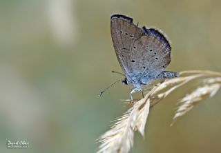 Mavi Osiris&nbsp;(Cupido&nbsp;osiris)