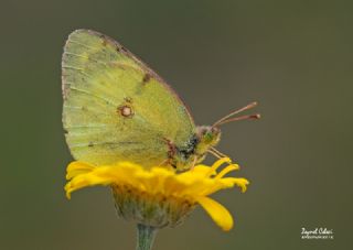 Orman Azameti (Colias hyale)