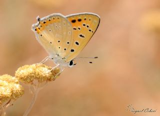 Anadolu Ate Gzeli (Lycaena asabinus)