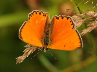 Alev Ate�g�zeli&nbsp;(Lycaena&nbsp;kefersteinii)
