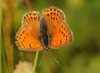 Alev Ate�g�zeli&nbsp;(Lycaena&nbsp;kefersteinii)