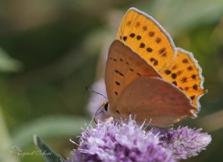 Orman Bakr Gzeli (Lycaena virgaureae)