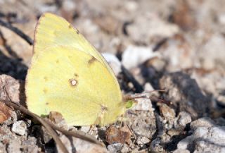 Sar Azamet (Colias croceus)