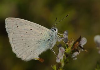 okgzl Dafnis (Polyommatus daphnis)