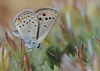Anadolu Turan Mavisi&nbsp;(Turanana&nbsp;panagaea)