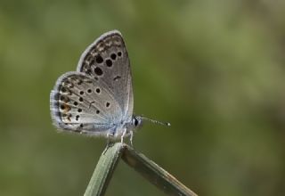 Anadolu Turan Mavisi (Turanana panagaea)