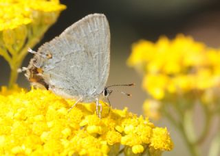 Mavi Sevbeni&nbsp;(Satyrium&nbsp;armenum)