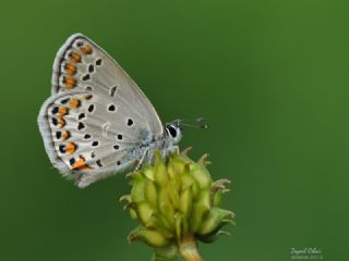 Doulu Esmergz (Plebejus carmon)