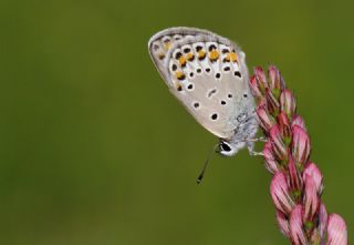 Doulu Esmergz (Plebejus carmon)