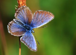 G�m�� Lekeli Esmerg�z&nbsp;(Plebejus&nbsp;argus)