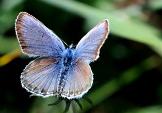 G�m�� Lekeli Esmerg�z&nbsp;(Plebejus&nbsp;argus)