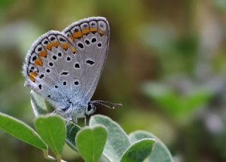 Lbnan Esmergz (Plebejus nichollae)