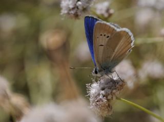 Lacivert Anadolu okgzls (Polyommatus actis )