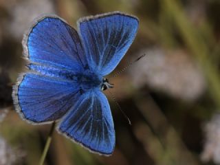 Lacivert Anadolu okgzls (Polyommatus actis )