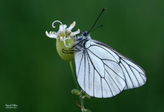 Al�� Beyaz�&nbsp;(Aporia&nbsp;crataegi)