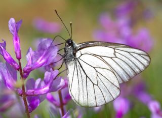 Al Beyaz (Aporia crataegi)