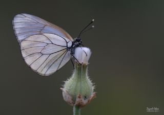 Al�� Beyaz�&nbsp;(Aporia&nbsp;crataegi)