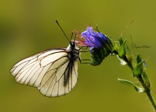 Al Beyaz (Aporia crataegi)