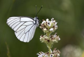 Al Beyaz (Aporia crataegi)