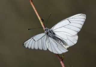 Al Beyaz (Aporia crataegi)