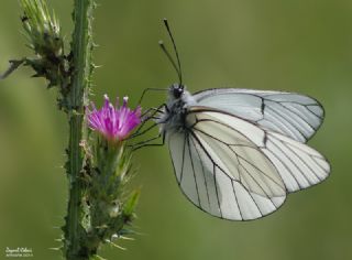 Al�� Beyaz�&nbsp;(Aporia&nbsp;crataegi)