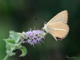 okgzl Lbnan Esmeri (Polyommatus alcestis)