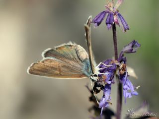 Artvin okgzls (Polyommatus artvinensis)