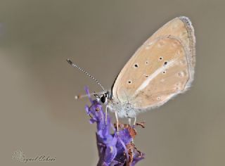 Artvin okgzls (Polyommatus artvinensis)