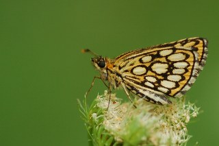 Beyaz Benekli Zpzp (Heteropterus morpheus)