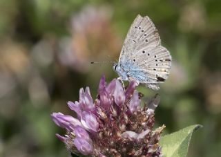 okgzl Gzel Mavi (Polyommatus bellis)