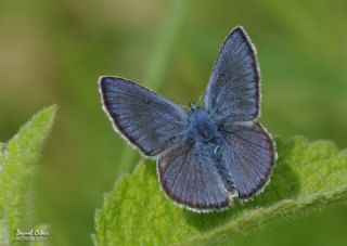 okgzl Gzel Mavi (Polyommatus bellis)