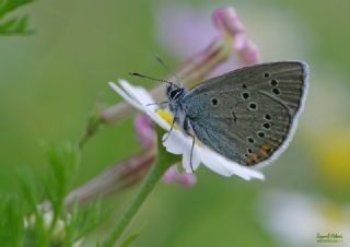 okgzl Gzel Mavi (Polyommatus bellis)