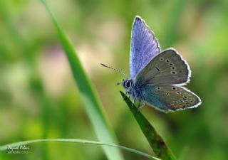 okgzl Gzel Mavi (Polyommatus bellis)