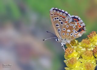 okgzl Gk Mavisi (Polyommatus bellargus)