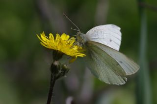K���k Beyazmelek&nbsp;(Pieris&nbsp;rapae)