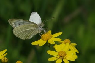 Kk Beyazmelek (Pieris rapae)