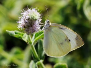 Kk Beyazmelek (Pieris rapae)