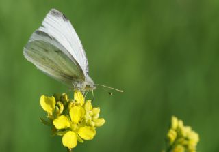 Kk Beyazmelek (Pieris rapae)