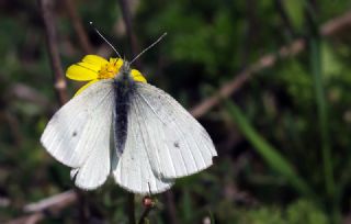 K���k Beyazmelek&nbsp;(Pieris&nbsp;rapae)