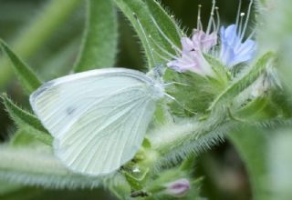 Kk Beyazmelek (Pieris rapae)