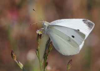 Kk Beyazmelek (Pieris rapae)