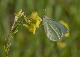 Kk Beyazmelek (Pieris rapae)