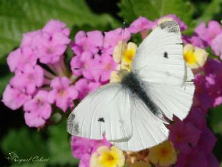 Kk Beyazmelek (Pieris rapae)