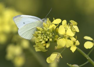 Kk Beyazmelek (Pieris rapae)