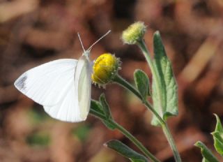 Kk Beyazmelek (Pieris rapae)