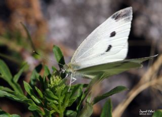 Kk Beyazmelek (Pieris rapae)