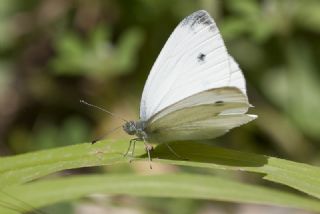 Kk Beyazmelek (Pieris rapae)