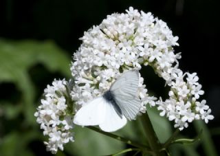 Kk Beyazmelek (Pieris rapae)