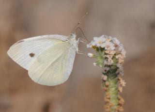 Kk Beyazmelek (Pieris rapae)