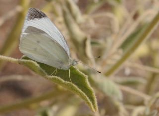 Kk Beyazmelek (Pieris rapae)